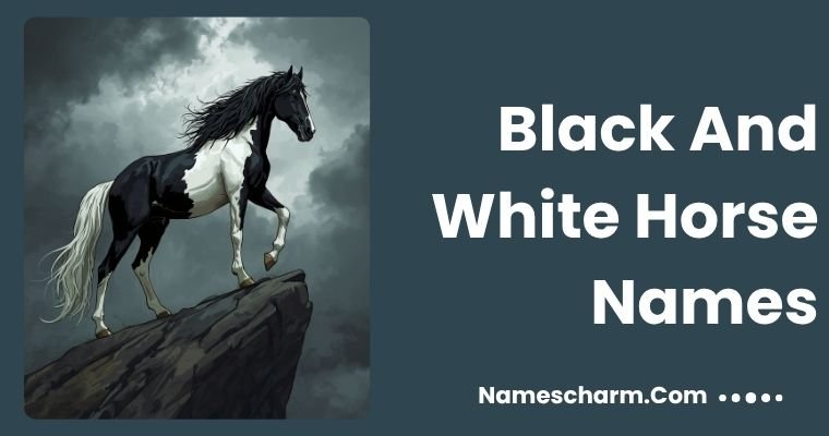 Black And White Horse Names